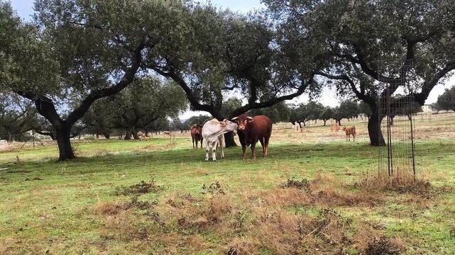 Caricias con cuernos
