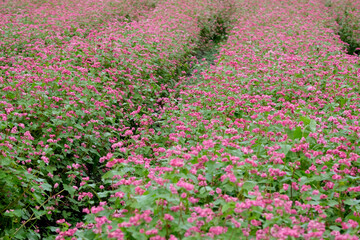 一面に咲くピンクの蕎麦の花