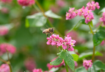 赤いソバの花とミツバチ