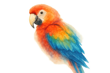 Obraz premium Colorful scarlet macaw illustration watercolor painting with vibrant feathers, playful tropical bird artwork, transparent background