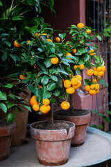 Miniature orange tree with ripe fruits in a pot, houseplant.