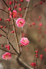In early spring, the pink plum blossoms shone brightly and beautifully in the sunlight.