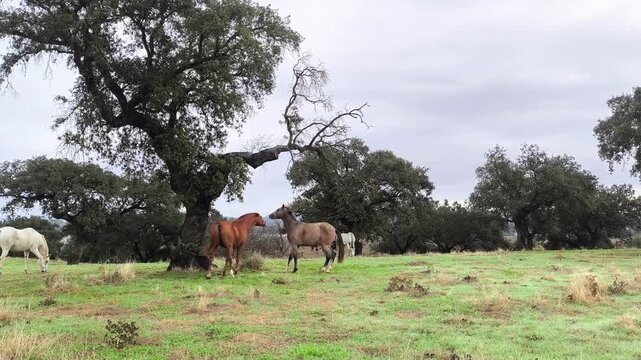 Caballos disfrutando de libertad 