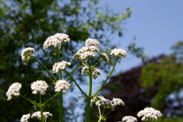 White valerian flower