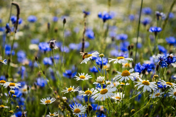 Close-up of blooming wildflowers with daisies, cornflowers and bees collecting nectar in a summer meadow full of colorful blossoms in Małopolska, Poland  © Tomasz