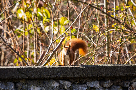 Red squirrel climbing among autumn leaves on a tree branch in Małopolska, Poland