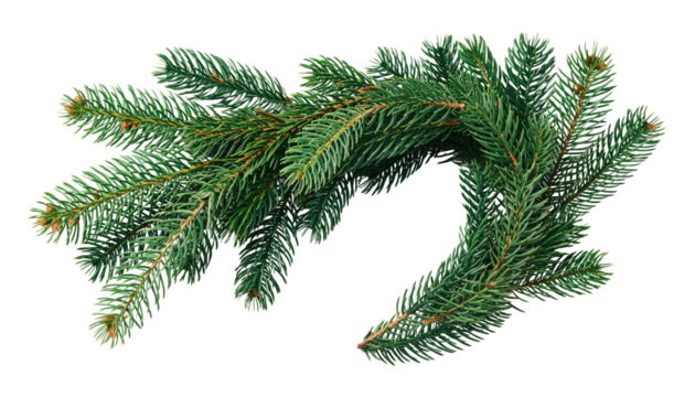 A close up of a curved evergreen branch with short needles on a png background in a studio shot