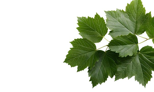 Fresh green grape leaves isolated on white background, useful for wine label design, culinary illustrations, or botanical reference.