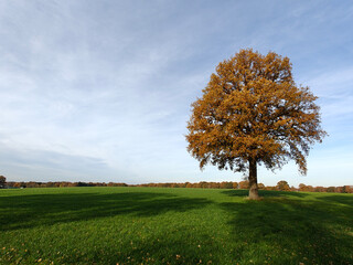 Tree in a meadow. Trees in the shade. Wilsum Duitsland. Fall season. Landscape sky. Germany autumn panorama sky. Deutschland