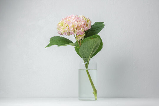 Single hydrangea in glass vase with white wall &ndash; great for home style blog or branding template