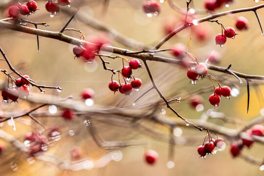 Red berries on bare tree branches in November, with a shallow depth of field
