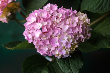 Pink hydrangea close-up with visible petal detail and moody background
