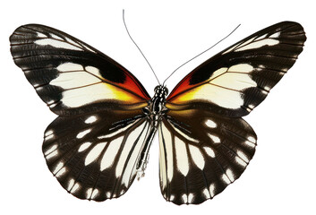 PNG A bight butterfky invertebrate butterfly arachnid.