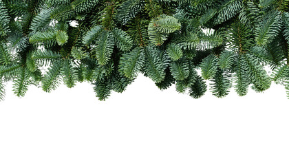 Close up view of green pine tree branches with needles against a png background at the bottom