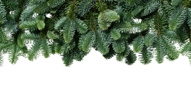 Close up view of green pine tree branches with needles against a png background at the bottom