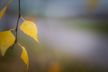 Obraz premium Golden Autumn Leaves Delicate Branch Serene