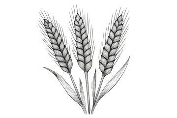 Obraz premium Wheat ears drawing in black and white, depicting ripe cereal crop for agriculture, food, and harvest themes. Transparent background