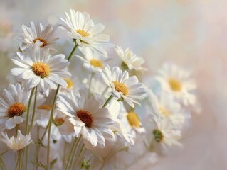 Field of White Daisies Brightly Lit by Sunlight Close Up Macro View Delicate Petals and Golden Centers Springtime Floral Arrangement Nature Photography