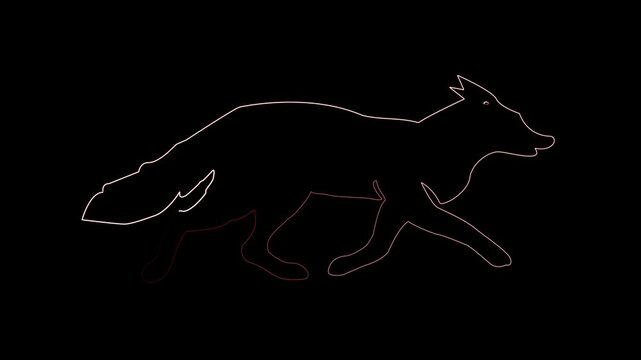 Side view of a Red fox looking up, two years old, isolated on black background
