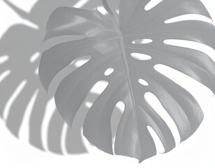 monstera shadow overlay effect,realistic sunmmer sunlight tropical leaves shadows