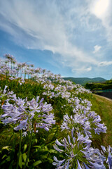 Fototapeta premium 香川県三豊市のお花