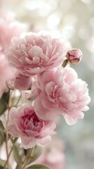 Fototapeta premium Delicate pink peonies in bloom with soft bokeh background, creating romantic atmosphere for wedding invitations and floral designs.