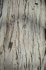 Obraz premium Scratched Tree Bark Texture, Macro Photography Shot.