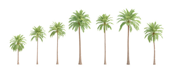 Vector set of palms isolated on white background.