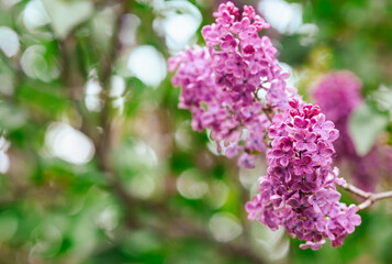 Vibrant lilac blossoms captured in lush greenery during springtime