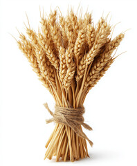 Fototapeta premium ears of wheat