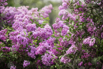 Vibrant lilac blooms in a lush garden during springtime sunshine