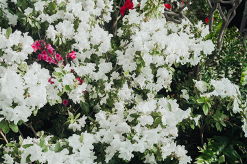 Azalea Flowers in a Greenhouse