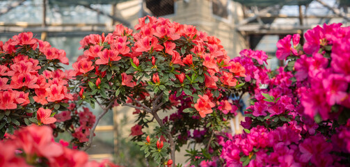 Vibrant blooming Azalea Flowers in a Greenhouse