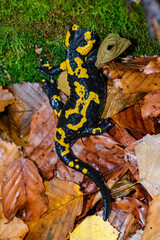 salamander
