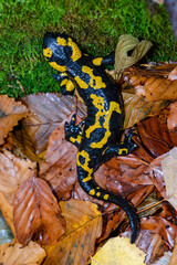 Obraz premium salamander