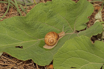 Gehäuseschnecke