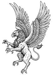 Griffin Illustration - Outline Art