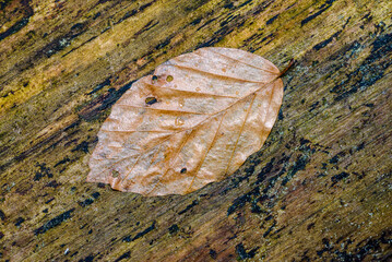 autumn leaf with drops