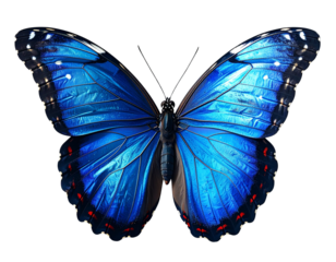 A detailed close-up of a vibrant blue butterfly in flight, wings fully open displaying iridescent blue tones with black edges, realistic body texture and natural lighting, crisp focus w Generative 