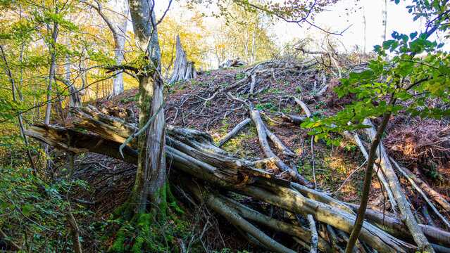 View of a dramatic scene with fallen trees, moss-covered trunks, and earthy textures under the canopy of autumn foliage, Haddington, Scotland, United Kingdom.