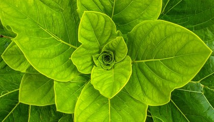Top-down, close-up perspective showcasing a lush green plant's leaves, arranged in a swirling, symmetrical pattern. The leaves' vibrant color and textures are highlighted