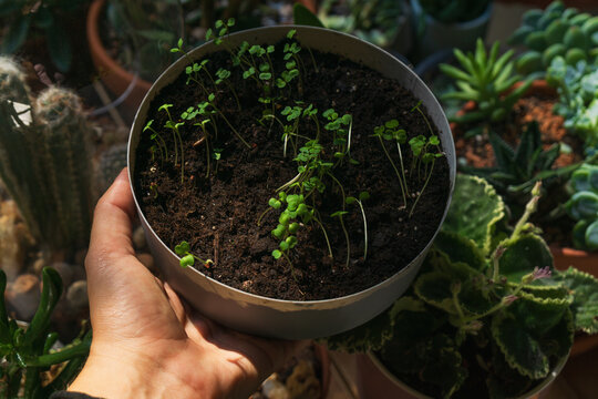Growing seedlings in a greenhouse for sustainable plant propagation and gardening