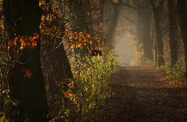 Jesienny mglisty poranek w lesie, wschód słońca, tapeta. © mycatherina