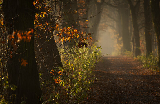 Fototapeta Jesienny mglisty poranek w lesie, wschód słońca, tapeta.
