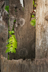 Weathered wooden planks reveal a narrow gap through which bright green leaves and foliage are growing.