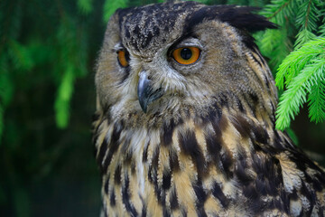 Waldohreule (Asio otus) Kopf, Portrait 