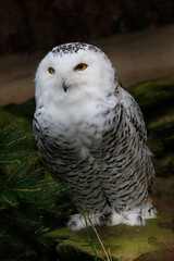 Schneeeule (Bubo scandiacus) Weibchen 