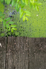 Weathered wooden planks reveal a narrow gap through which bright green leaves and foliage are growing.