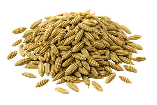 Fennels Seeds Dry