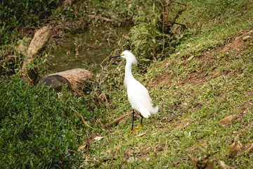 Obraz premium A snowy egret (Egretta thula) standing near a pond in lush green vegetation at Horto Florestal Park, São Paulo, Brazil.